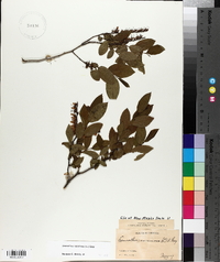 Leucothoe racemosa image