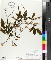 Leucothoe racemosa image