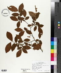 Leucothoe racemosa image