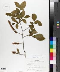 Leucothoe racemosa image