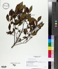 Leucothoe racemosa image