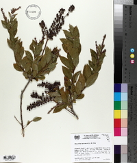 Leucothoe racemosa image