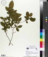 Leucothoe racemosa image