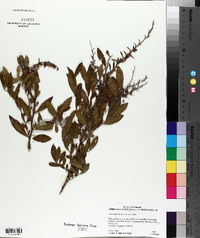 Leucothoe racemosa image