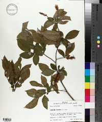 Leucothoe racemosa image