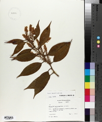 Leucothoe editorum image