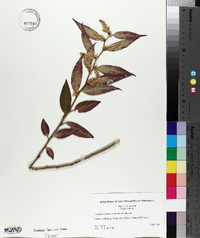 Leucothoe fontanesiana image