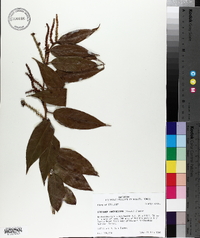 Leucothoe fontanesiana image
