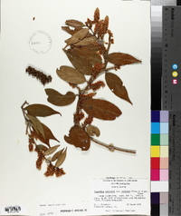 Leucothoe axillaris var. editorum image