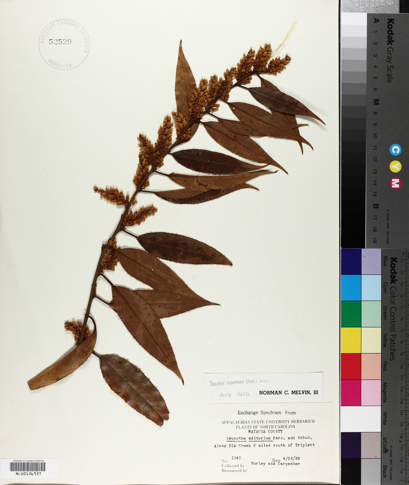 Leucothoe fontanesiana image