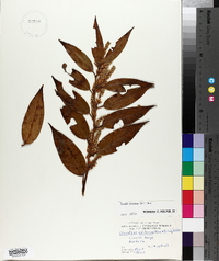 Leucothoe editorum image