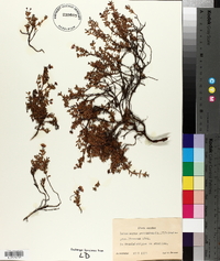 Loiseleuria procumbens image