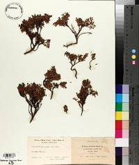 Loiseleuria procumbens image