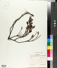 Loiseleuria procumbens image