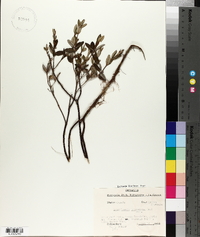 Loiseleuria procumbens image