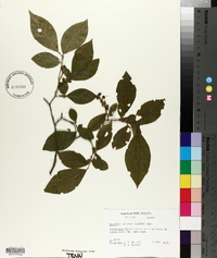 Leucothoe recurva image