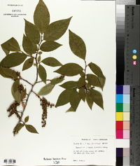 Leucothoe recurva image