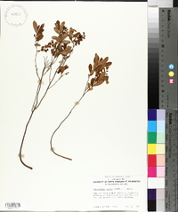 Gaylussacia dumosa image