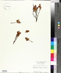 Gaylussacia dumosa image