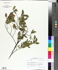 Gaylussacia dumosa image
