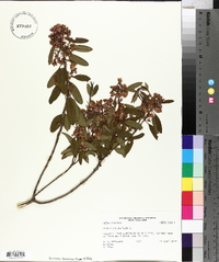 Kalmia angustifolia image