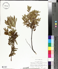 Kalmia angustifolia image