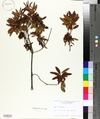 Kalmia angustifolia image