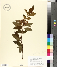 Kalmia angustifolia image