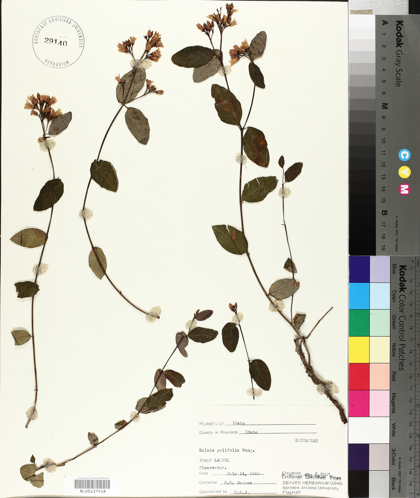 Kalmia polifolia image