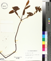 Rhododendron groenlandicum image