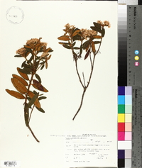 Rhododendron groenlandicum image