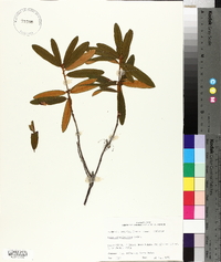 Rhododendron groenlandicum image