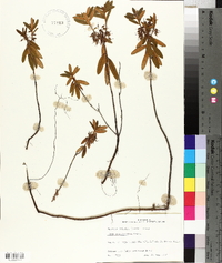 Rhododendron groenlandicum image