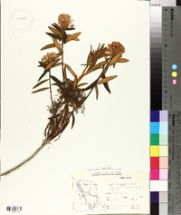 Rhododendron groenlandicum image