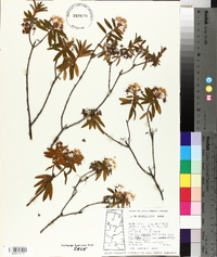 Rhododendron groenlandicum image
