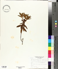 Rhododendron groenlandicum image