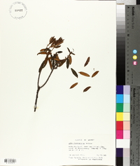 Rhododendron groenlandicum image