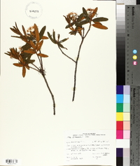 Rhododendron groenlandicum image