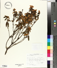 Rhododendron groenlandicum image