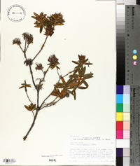 Rhododendron groenlandicum image