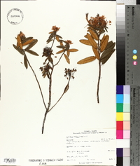 Rhododendron groenlandicum image