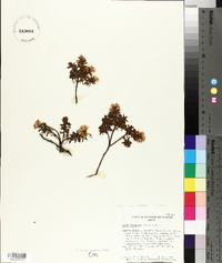 Rhododendron tomentosum subsp. decumbens image