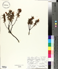 Rhododendron tomentosum subsp. decumbens image