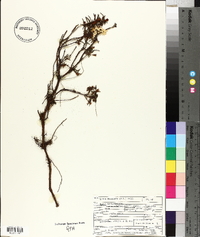 Rhododendron tomentosum subsp. decumbens image