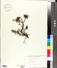 Rhododendron tomentosum subsp. decumbens image