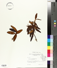 Rhododendron groenlandicum image