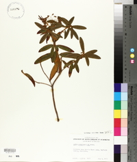 Rhododendron groenlandicum image