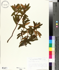 Rhododendron groenlandicum image