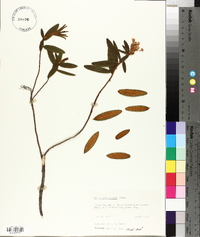 Rhododendron groenlandicum image