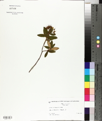 Rhododendron groenlandicum image